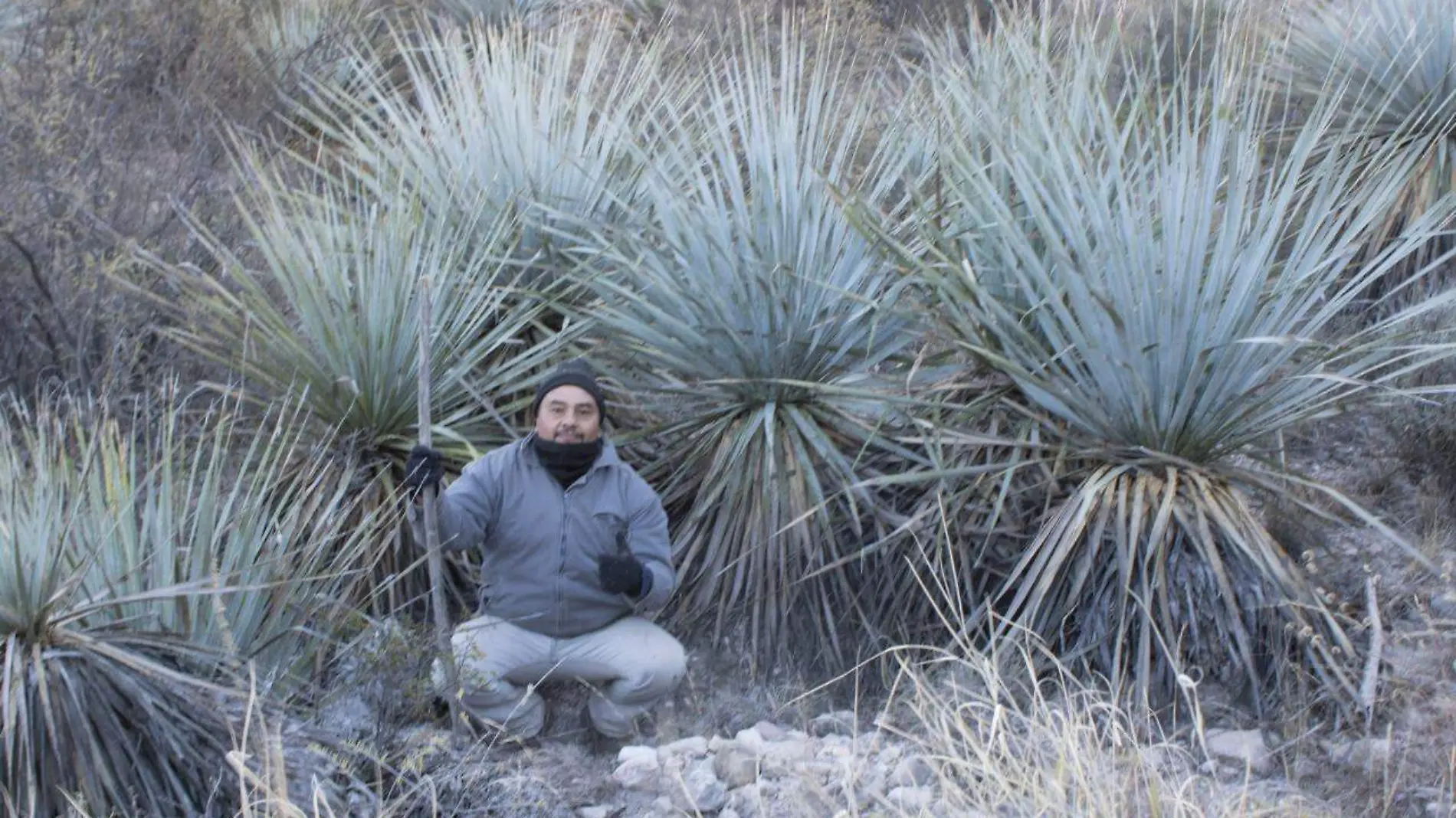 sotol en Jiménez 1